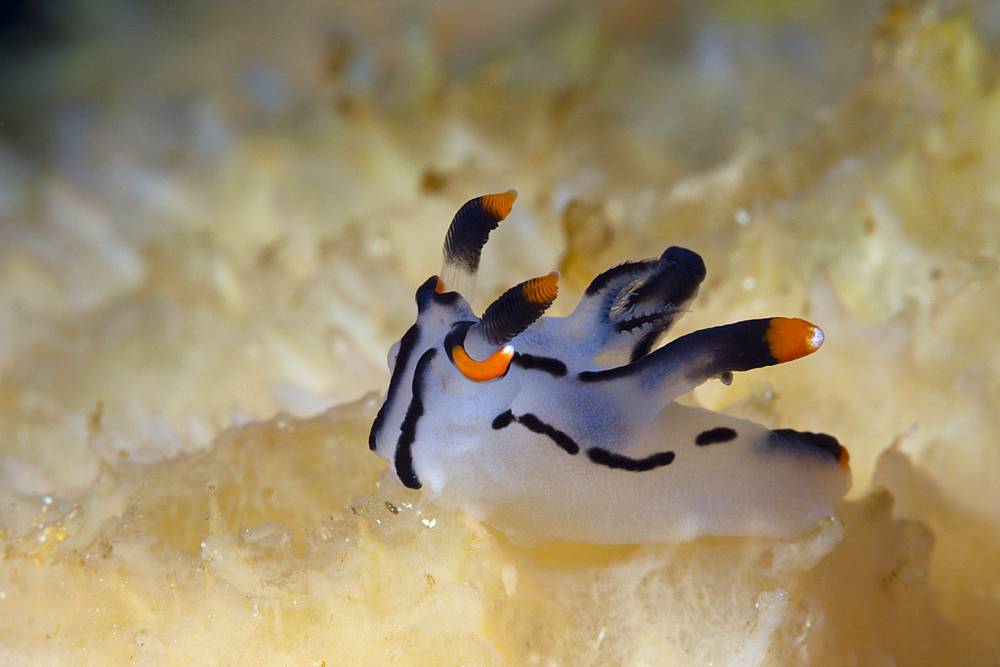 Neon Slug Nudibranch, Thecacera picta, Ambon, Moluccas, Indonesia