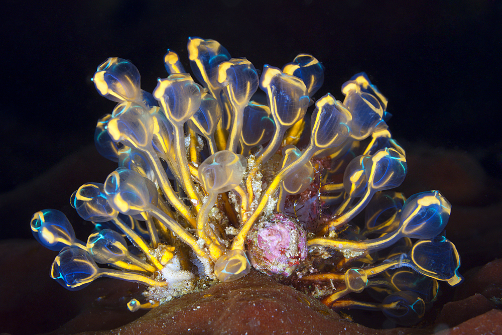 Sea Squirts Colony, Pycnoclavella detorta, Ambon, Moluccas, Indonesia