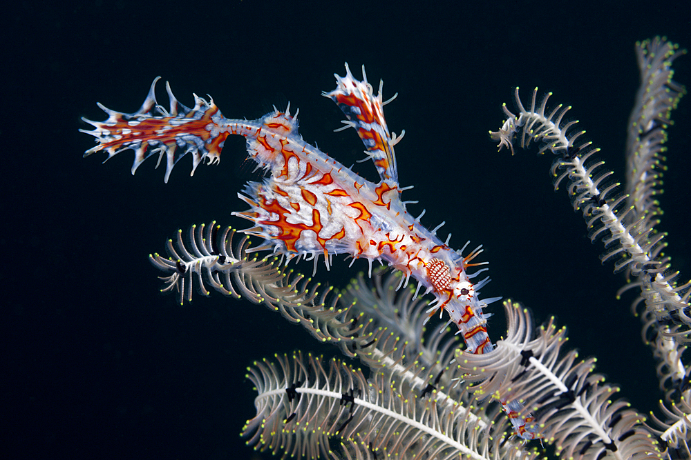 Harlequin Ghost Pipefish, Solenostomus paradoxus, Ambon, Moluccas, Indonesia