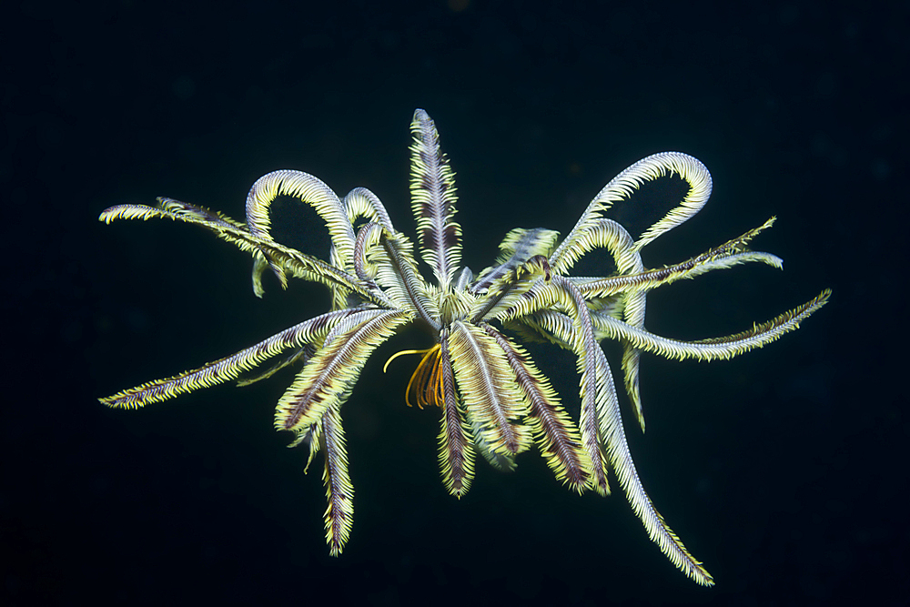 Swimming Crinoid, Comanthina sp., Ambon, Moluccas, Indonesia