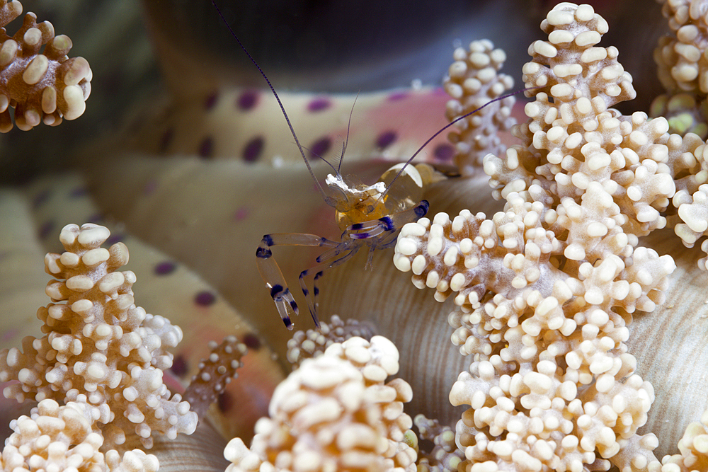 Commensal Shrimp in Sea Anemone, Periclimenes sp., Ambon, Moluccas, Indonesia