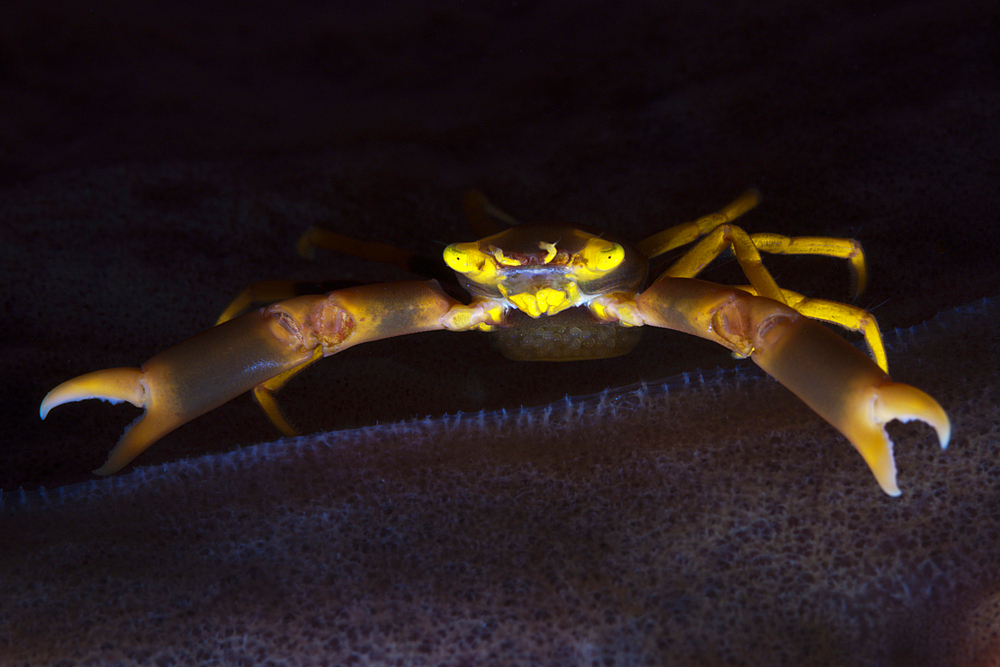 Coral Crab, Trapezia sp., Ambon, Moluccas, Indonesia