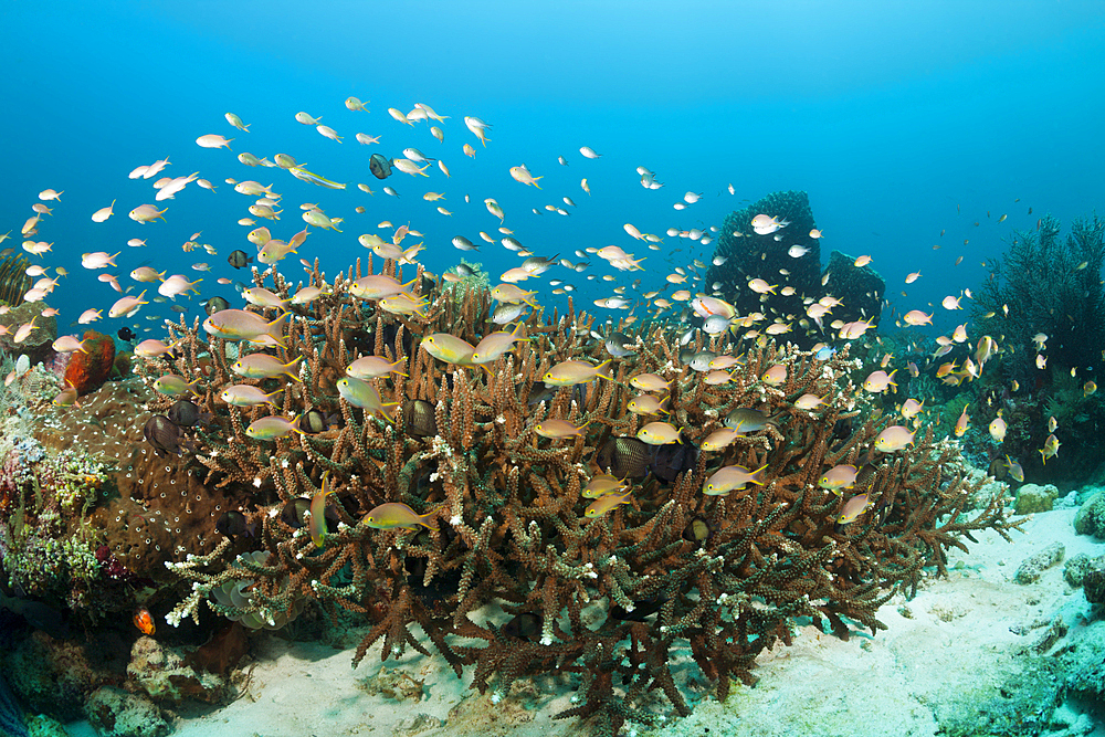 Red Cheeked Anthias over Coral Reef, Pseudanthias huchtii, Ambon, Moluccas, Indonesia