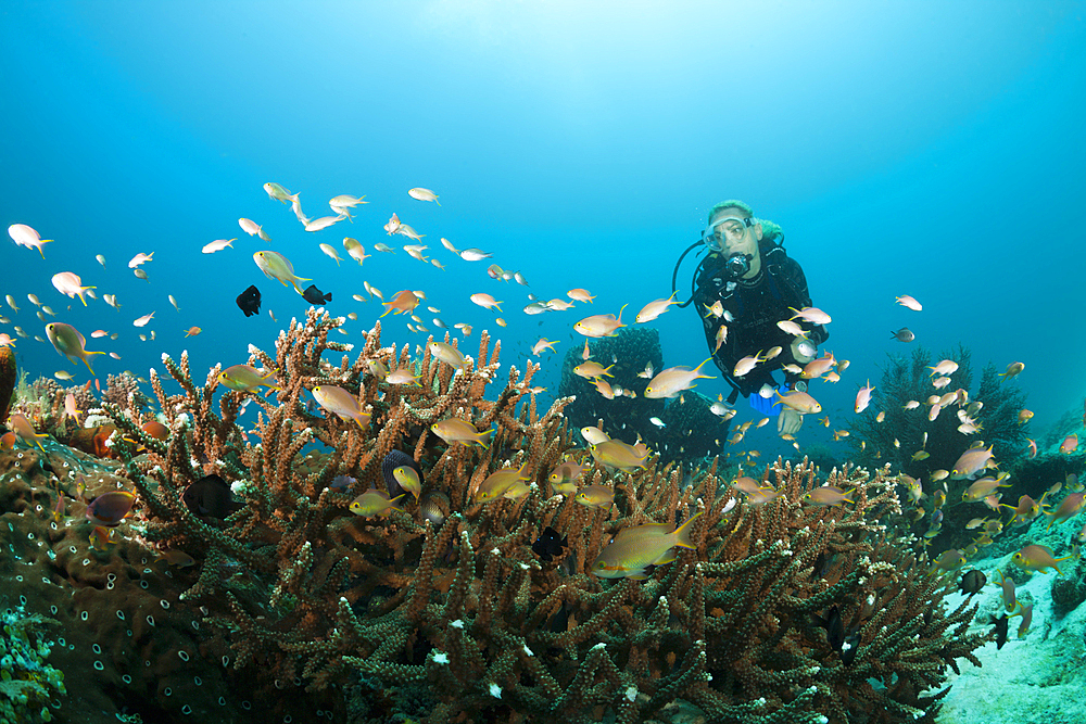 Red Cheeked Anthias over Coral Reef, Pseudanthias huchtii, Ambon, Moluccas, Indonesia