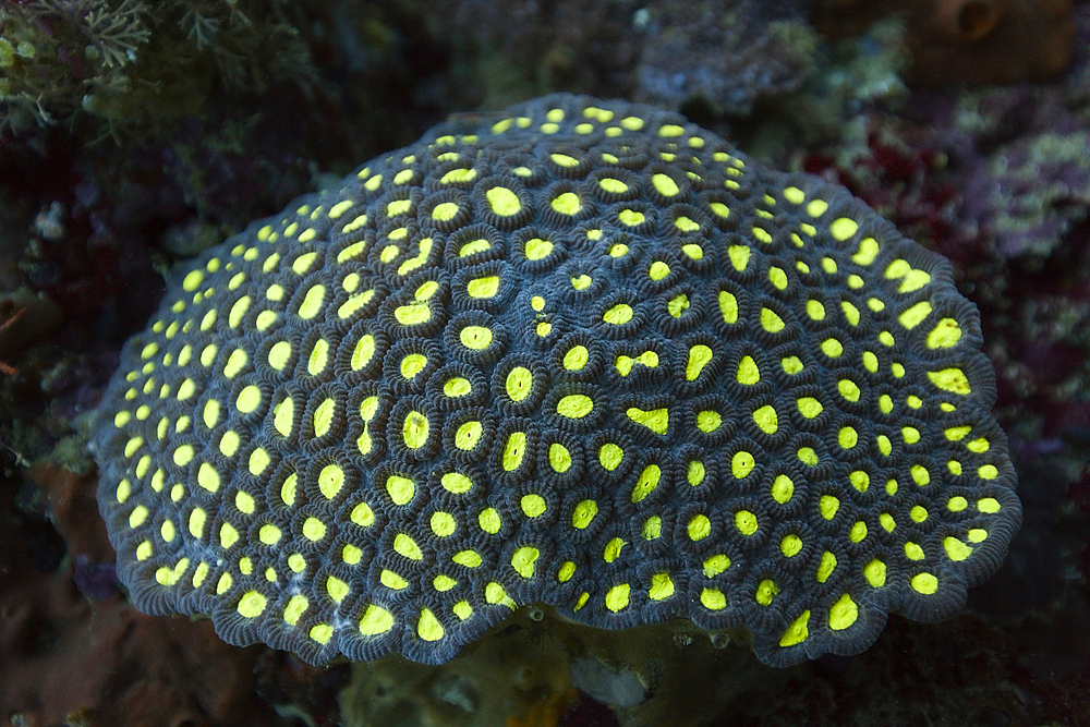 Fluorescent Hard Coral, Ambon, Moluccas, Indonesia