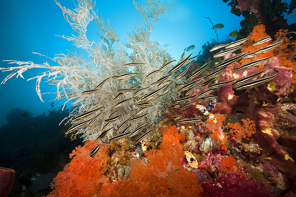 Shoal of Striped Eel Catfish, Plotosus lineatus, Ambon, Moluccas, Indonesia