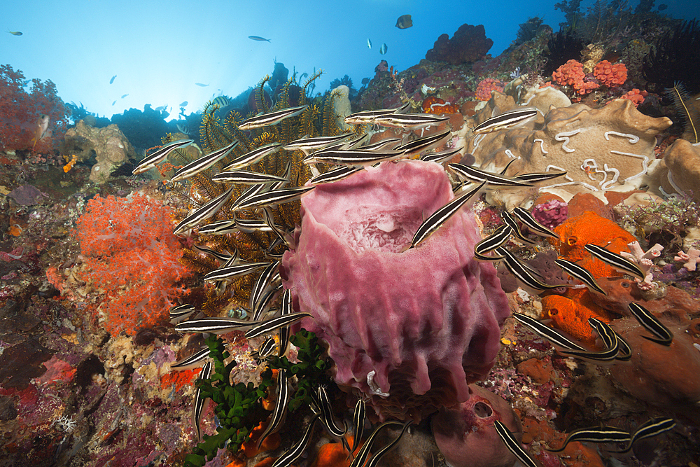 Shoal of Striped Eel Catfish, Plotosus lineatus, Ambon, Moluccas, Indonesia