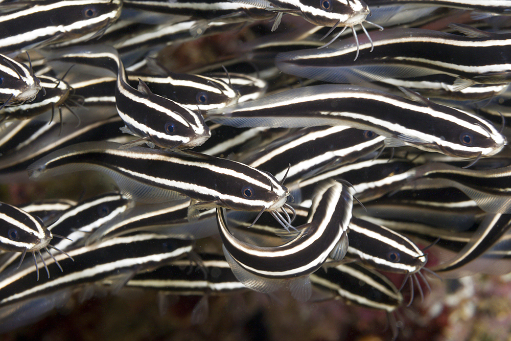 Shoal of Striped Eel Catfish, Plotosus lineatus, Ambon, Moluccas, Indonesia