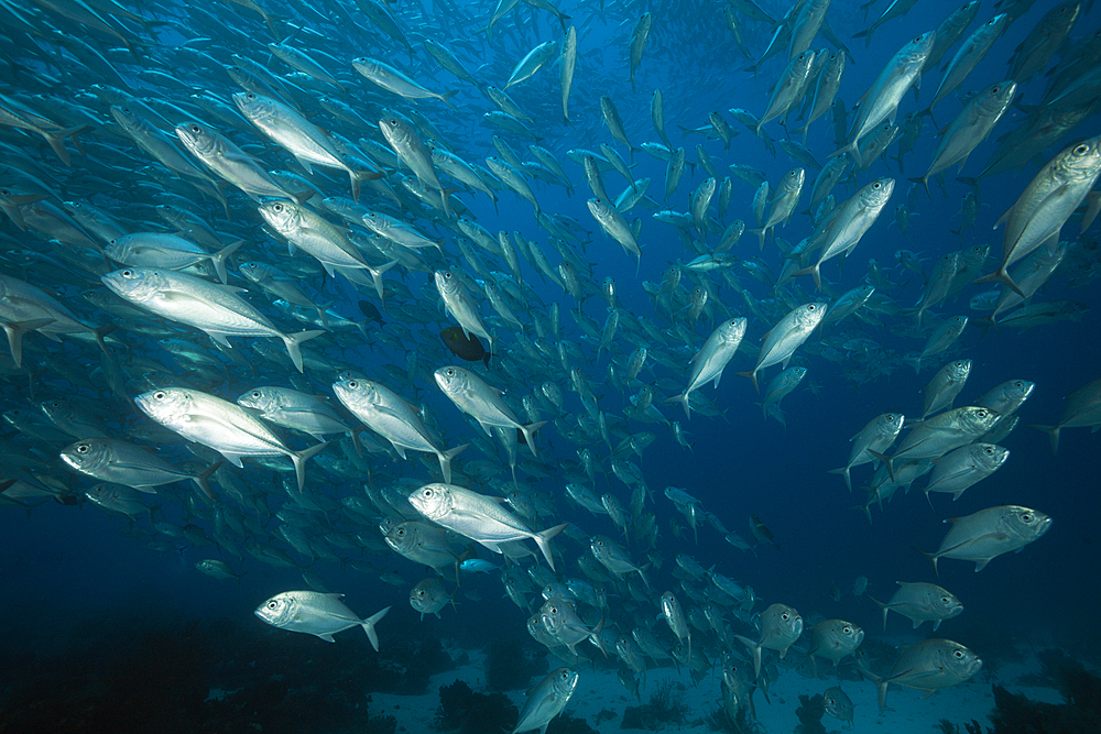 Shoal of Bigeye Trevally, Caranx sexfasciatus, Ambon, Moluccas, Indonesia