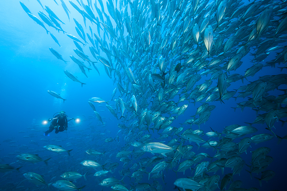 Diver and Shoal of Bigeye Trevally, Caranx sexfasciatus, Ambon, Moluccas, Indonesia