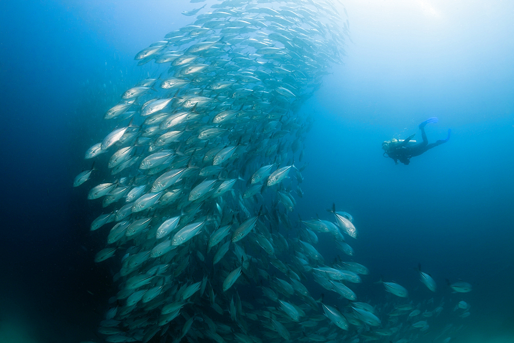 Diver and Shoal of Bigeye Trevally, Caranx sexfasciatus, Ambon, Moluccas, Indonesia