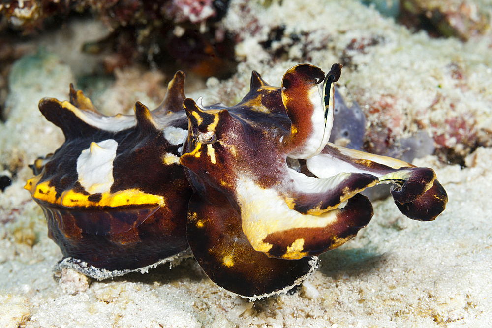 Flamboyant Cuttlefish, Metasepia pfefferi, Ambon, Moluccas, Indonesia