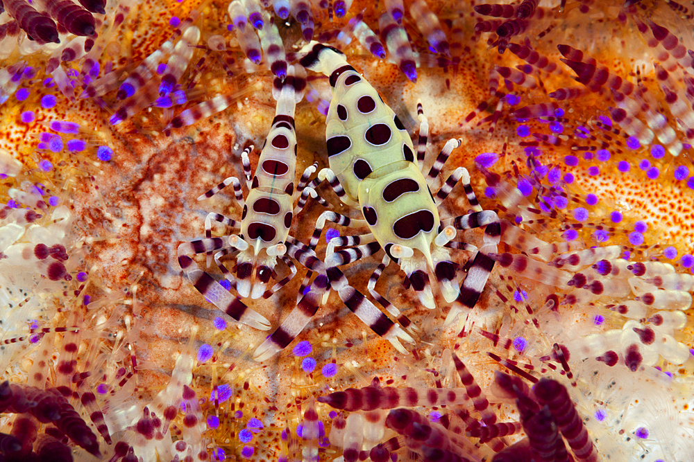 Pair of Coleman Shrimp on Fire Sea Urchin, Periclimenes colemani, Ambon, Moluccas, Indonesia