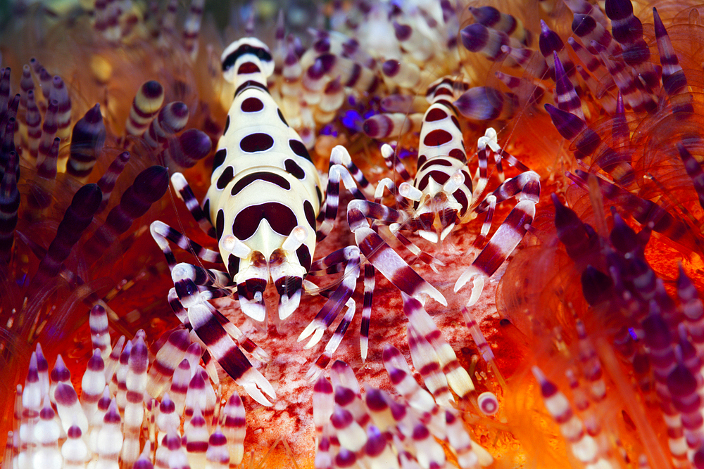 Pair of Coleman Shrimp on Fire Sea Urchin, Periclimenes colemani, Ambon, Moluccas, Indonesia