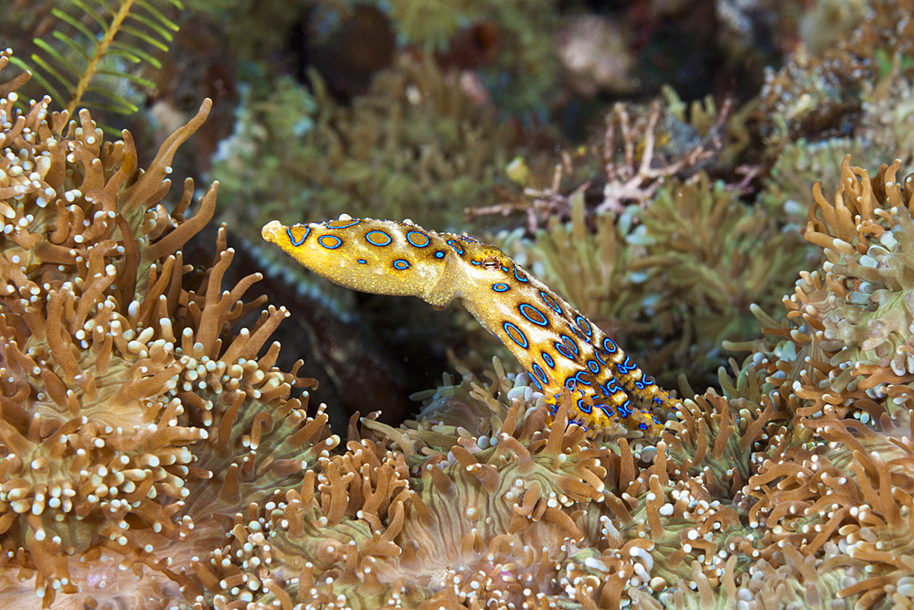 Poisonous Blue Ring Octopus, Hapalochlaena lunulata, Ambon, Moluccas, Indonesia