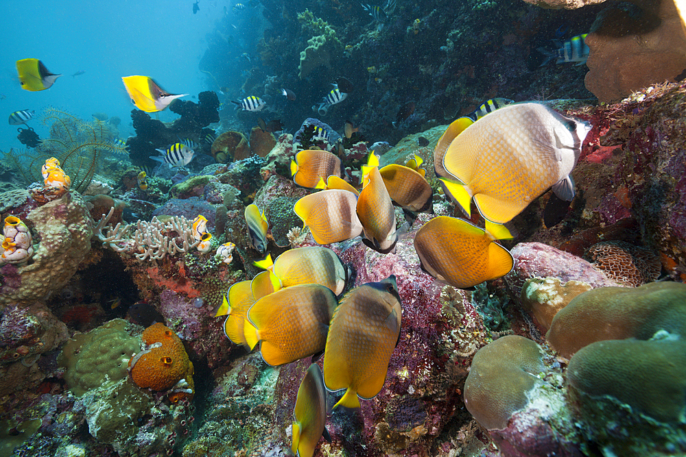 Butterflyfishes feeding on Fish Spawn, Chaetodon kleinii, Ambon, Moluccas, Indonesia