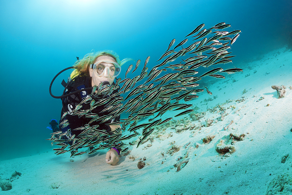 Diver and Striped Eel Catfish, Plotosus lineatus, Ambon, Moluccas, Indonesia