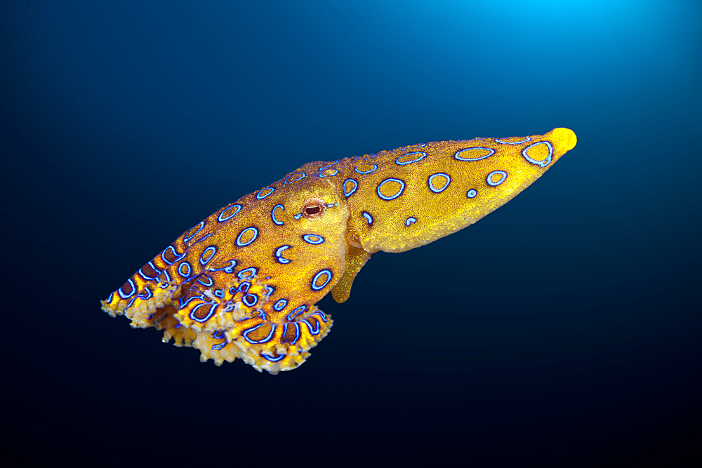 Poisonous Blue Ring Octopus, Hapalochlaena lunulata, Ambon, Moluccas, Indonesia