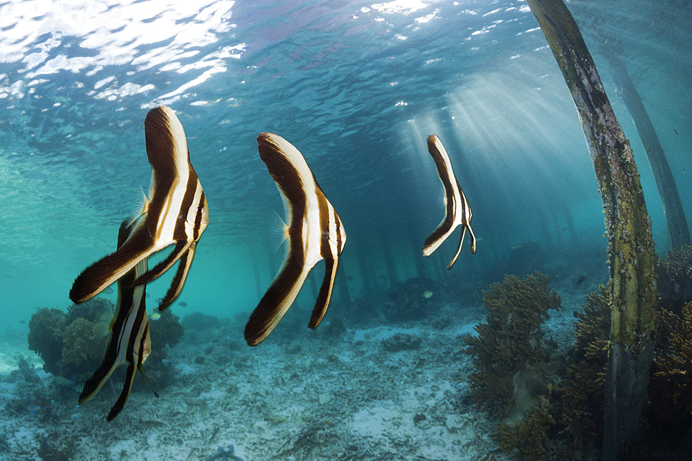 Juvenile Longfin Batfish under Aborek Jetty, Platax teira, Raja Ampat, West Papua, Indonesia