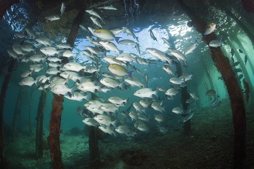 Brassy Rudderfish under Aborek Jetty, Kyphosus vaigiensis, Raja Ampat, West Papua, Indonesia