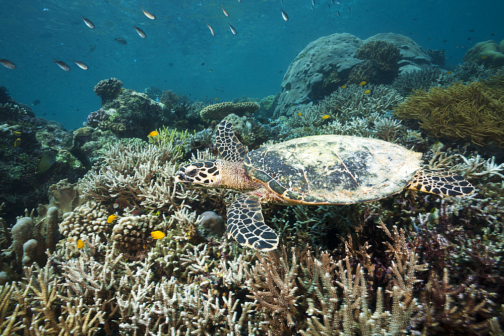 Hawksbill Sea Turtle, Eretmochelys imbricata, Raja Ampat, West Papua, Indonesia