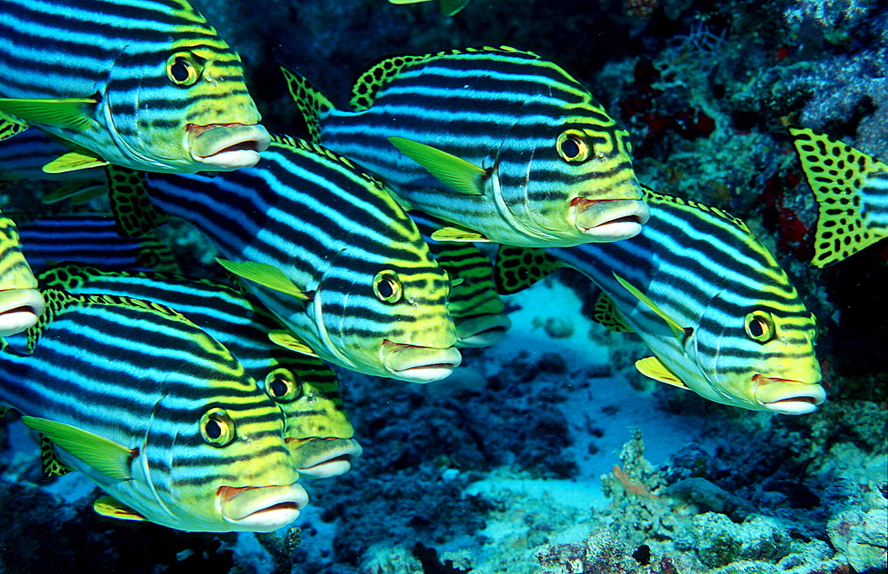 Oriental sweetlips, Plectorhinchus vittatus, Maldives Island, Indian Ocean, Ari Atol, Maayafushi