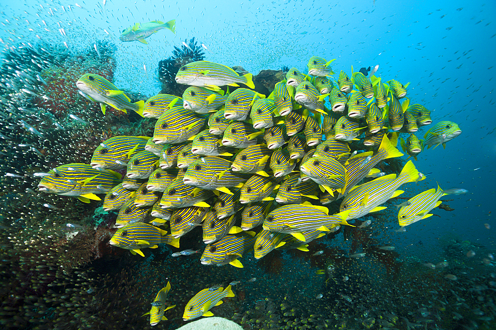 Shoal of Yellow-ribbon Sweetlips, Plectorhinchus polytaenia, Raja Ampat, West Papua, Indonesia