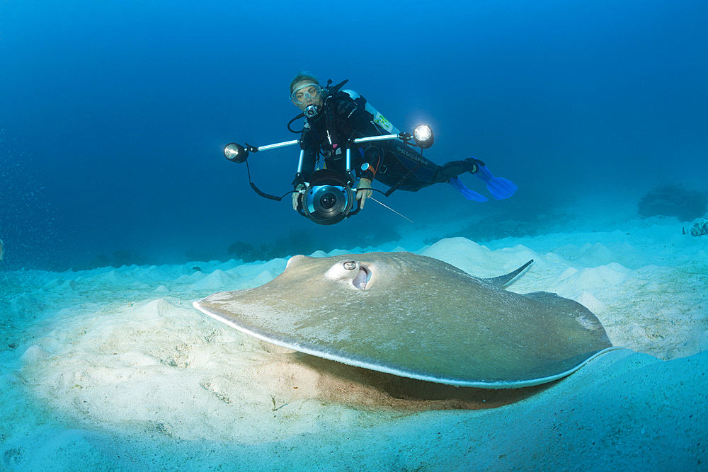 Pink Whipray, Himantura fai, Raja Ampat, West Papua, Indonesia