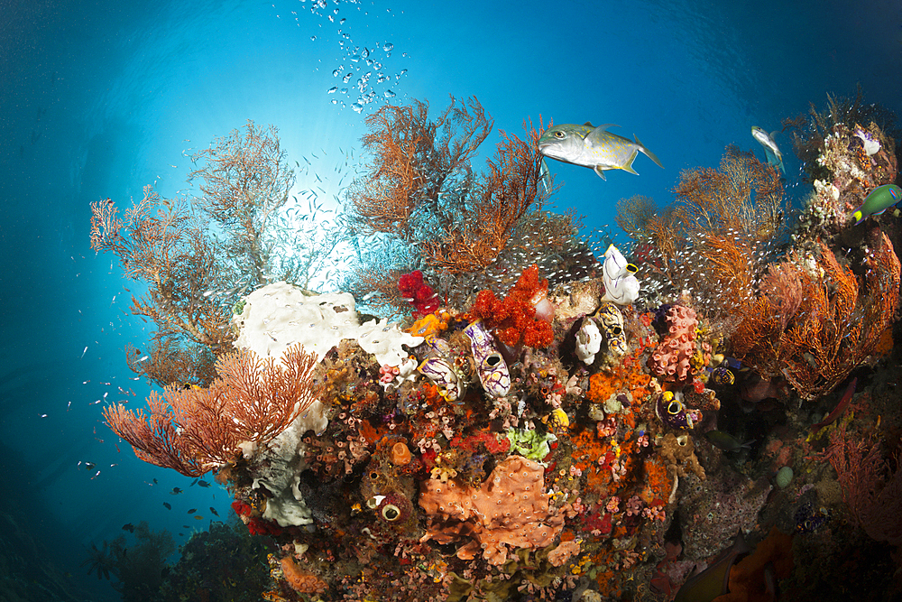 Colored Coral Reef, Raja Ampat, West Papua, Indonesia