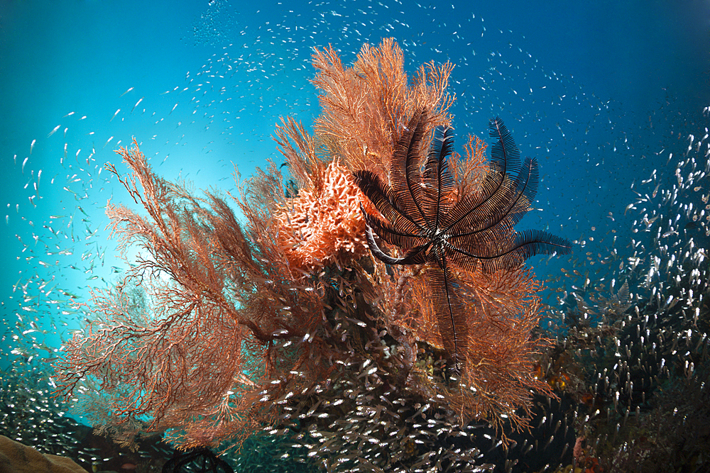 Pygmy Sweepers surrounding Coral Reef, Parapriacanthus ransonneti, Raja Ampat, West Papua, Indonesia