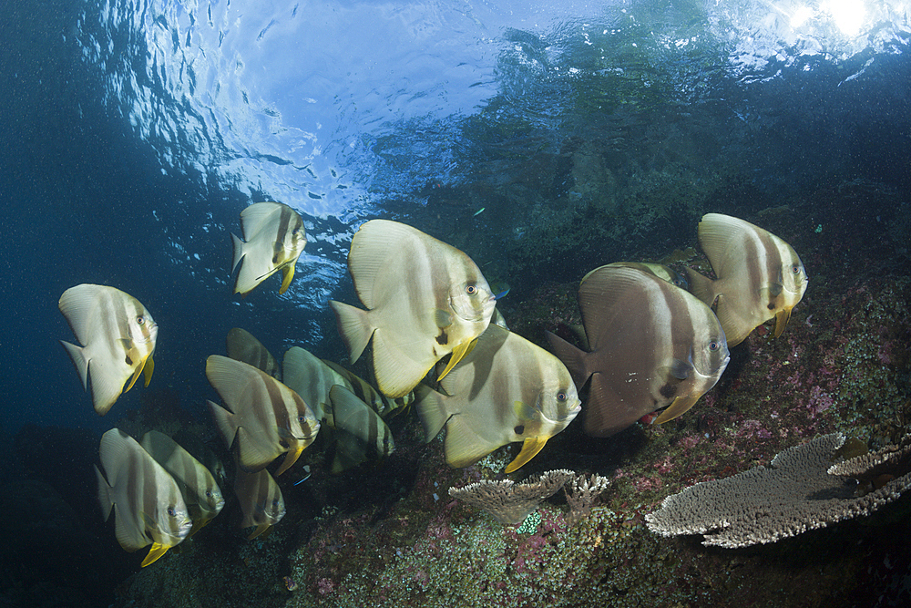 Shoal of Longfin Batfish, Platax teira, Raja Ampat, West Papua, Indonesia