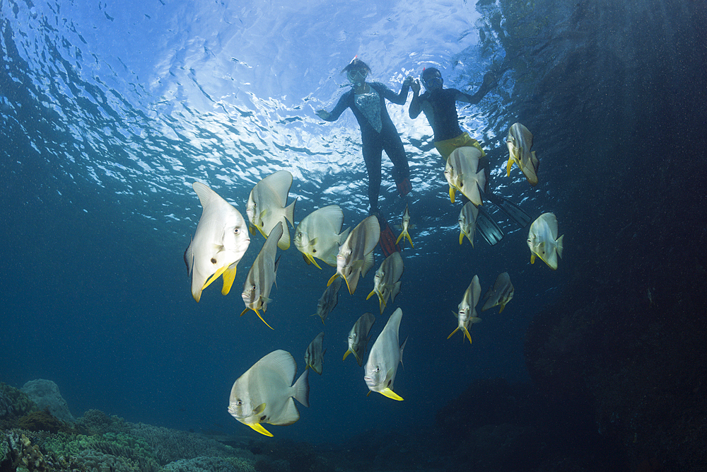 Shoal of Longfin Batfish, Platax teira, Raja Ampat, West Papua, Indonesia