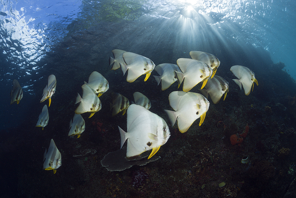 Shoal of Longfin Batfish, Platax teira, Raja Ampat, West Papua, Indonesia