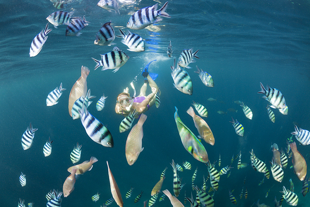 Freediver and Shoal of Sergants, Abudefduf sexfasciatus, Raja Ampat, West Papua, Indonesia