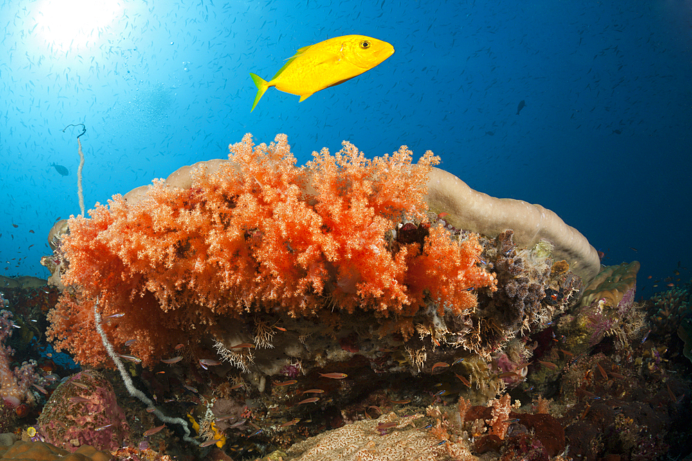 Orangespotted Trevally over Coral Reef, Carangoides bajad, Raja Ampat, West Papua, Indonesia