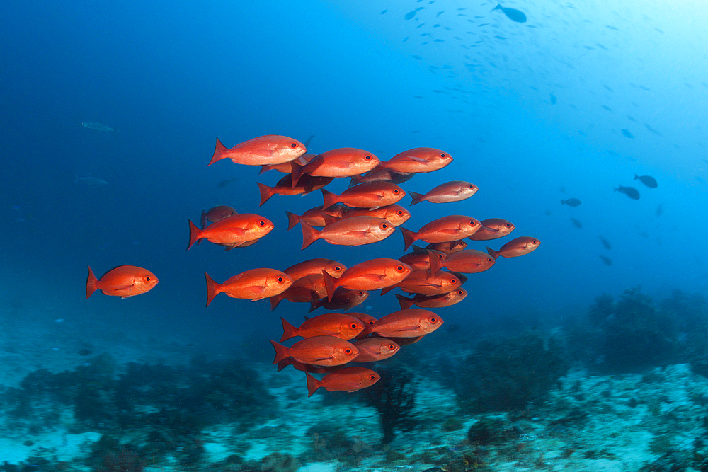 Shoal of Slender Pinjalo Snapper, Pinjalo lewisi, Raja Ampat, West Papua, Indonesia