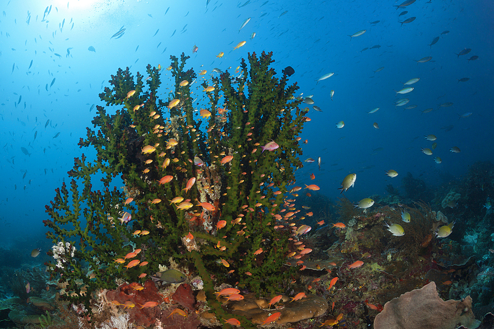 Red Cheeked Anthias over Coral Reef, Pseudanthias huchtii, Raja Ampat, West Papua, Indonesia