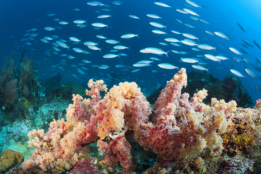 Mosaic Fusiliers over Coral Reef, Pterocaesio tesselata, Raja Ampat, West Papua, Indonesia