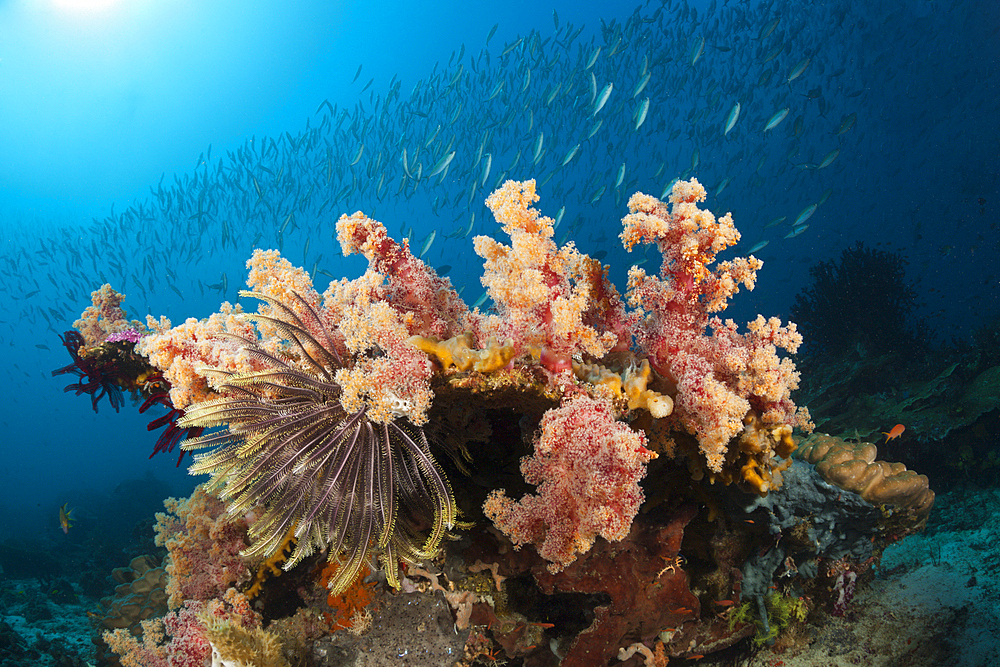 Mosaic Fusiliers over Coral Reef, Pterocaesio tesselata, Raja Ampat, West Papua, Indonesia