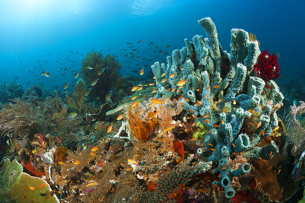 Red Cheeked Anthias over Coral Reef, Pseudanthias huchtii, Raja Ampat, West Papua, Indonesia