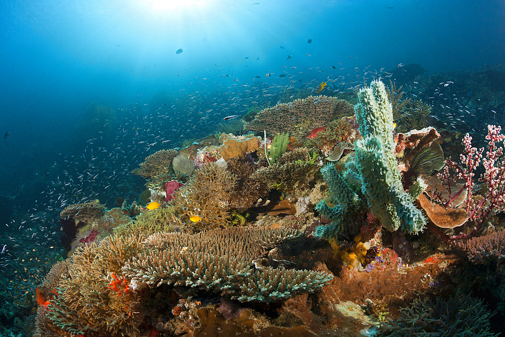 Colored Coral Reef, Raja Ampat, West Papua, Indonesia