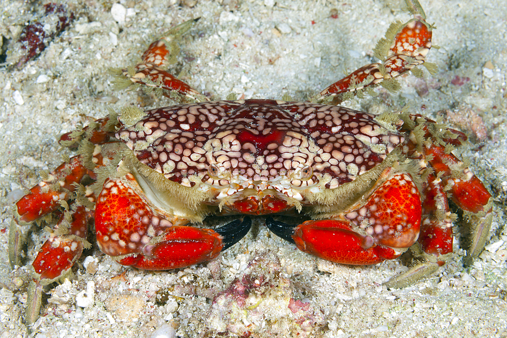 Splendid Round Crab, Etisus sp., Raja Ampat, West Papua, Indonesia