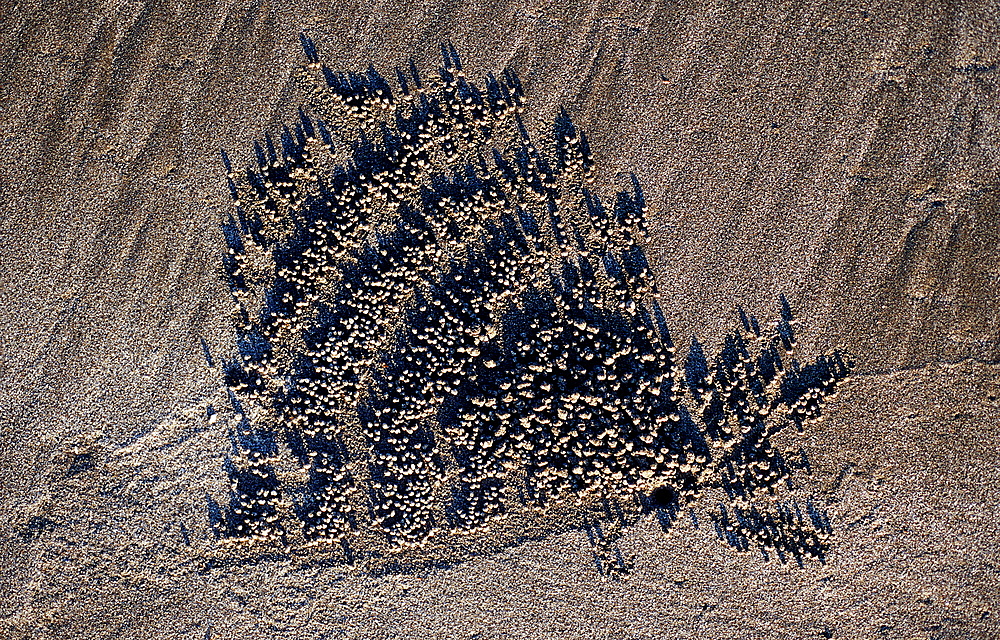 Sand formation, made by Ghost crab, Ocypodae sp., Indonesia, Indian Ocean, Bali