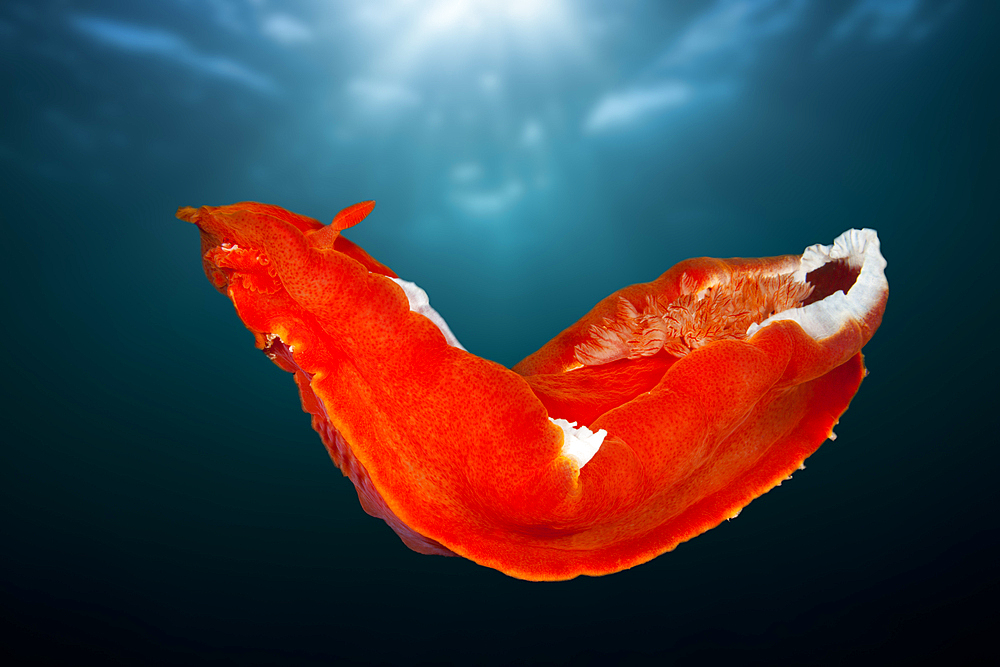 Spanish Dancer Nudibranch, Hexabranchus sanguineus, Raja Ampat, West Papua, Indonesia