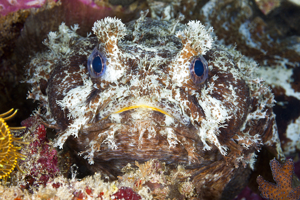 Banded Toadfish, Halophryne diemensis, Raja Ampat, West Papua, Indonesia