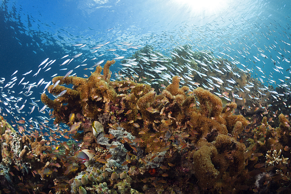 Coral Reef surrounded by Fishes, Raja Ampat, West Papua, Indonesia