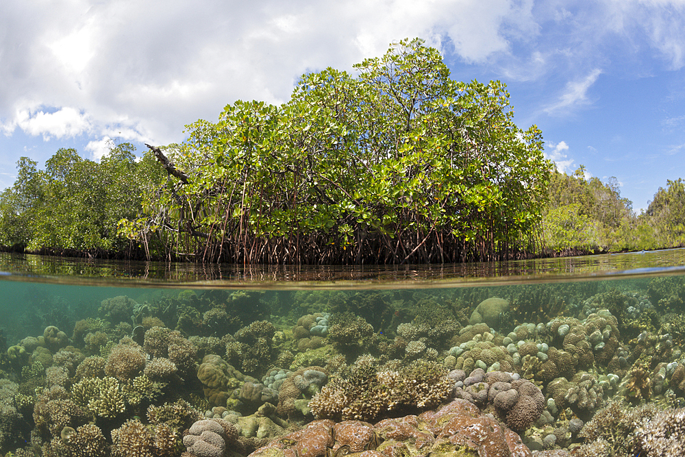 Corals growing under Mangroves, Raja Ampat, West Papua, Indonesia