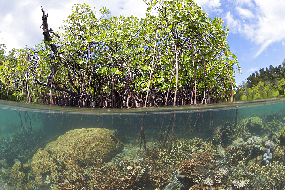 Corals growing under Mangroves, Raja Ampat, West Papua, Indonesia