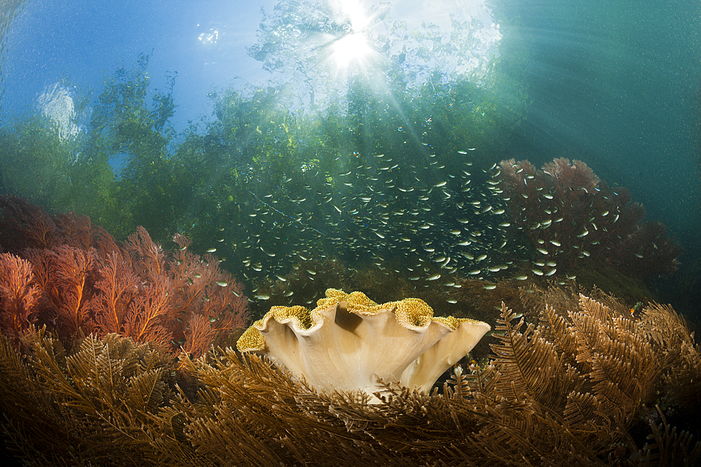 Corals growing near Mangroves, Raja Ampat, West Papua, Indonesia