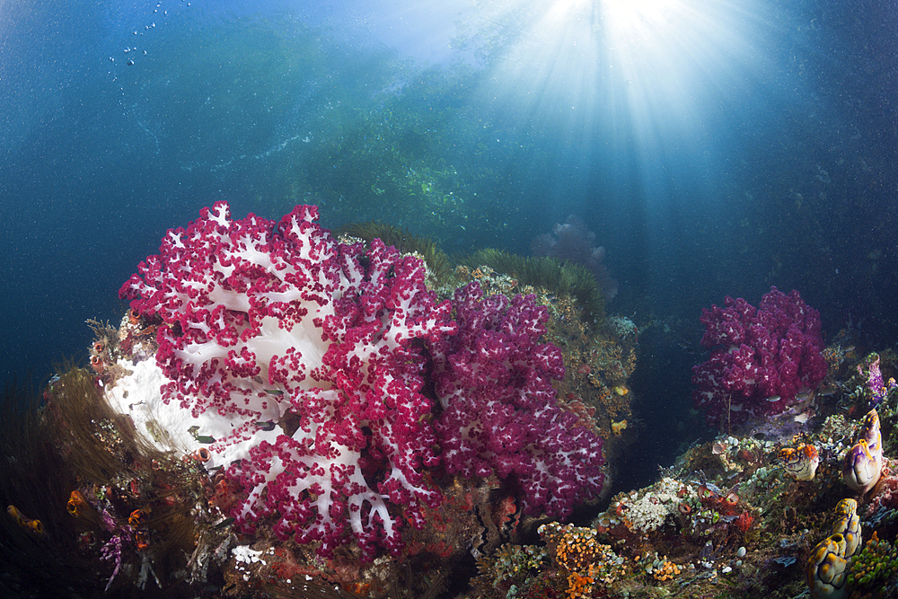 Corals growing near Mangroves, Raja Ampat, West Papua, Indonesia